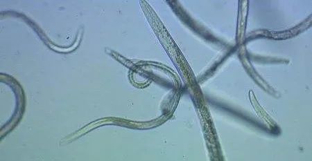 动植物检疫松树杀手松材线虫的ab面