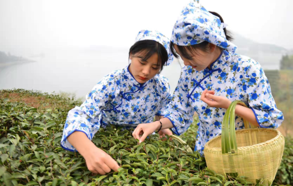 想来信阳采茶可以一个人来,也可以约村里的人姐妹们一起来.