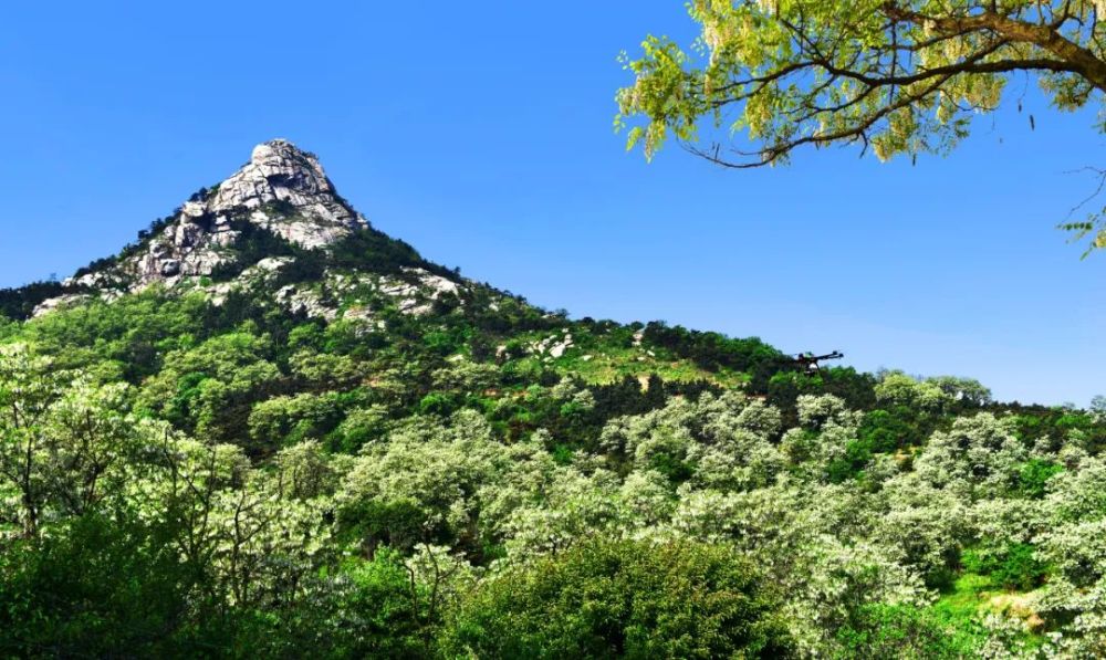 沂水花朝園—沂水天上王城3.龍園旅遊區—李官茶山4.