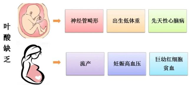 做孕前檢查者可免費領取政府發放的葉酸.