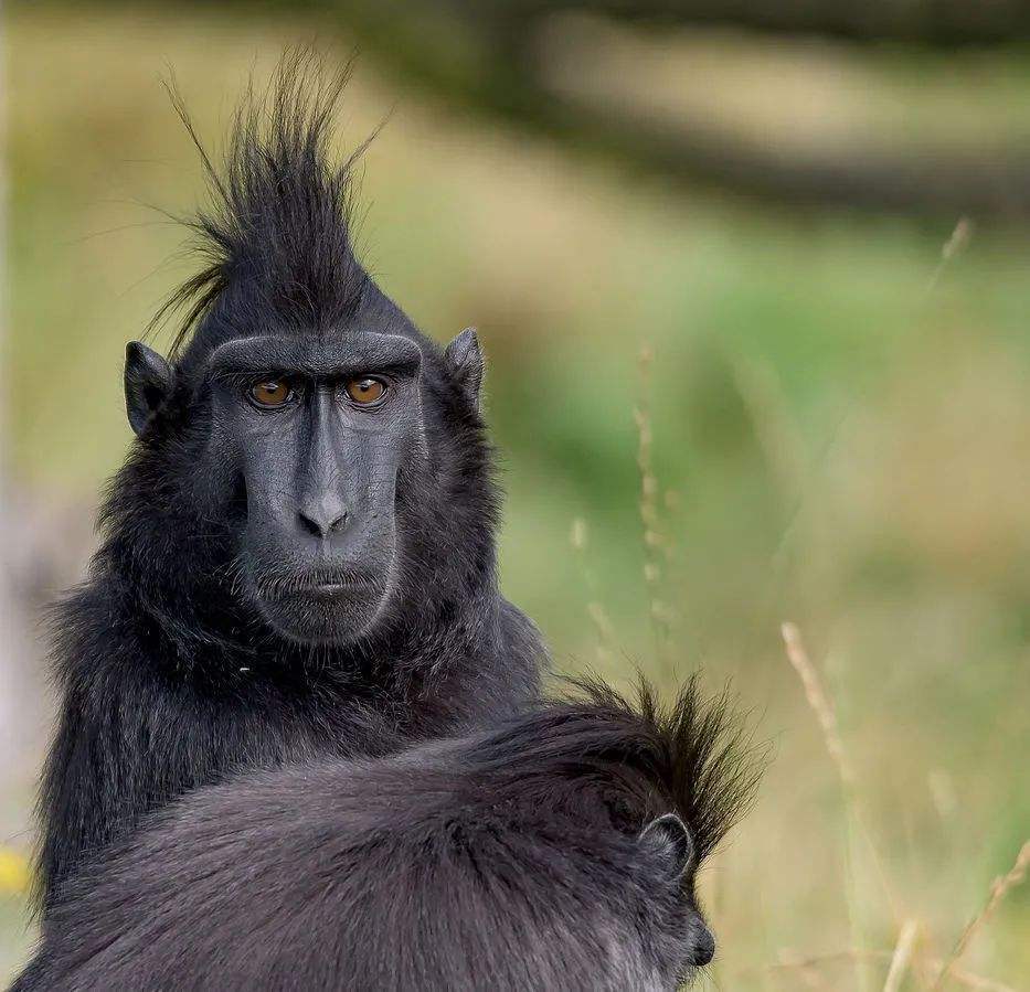 专家表示,通过多次试验可以发现,猴脑中负责记忆的外侧前额叶皮层,有