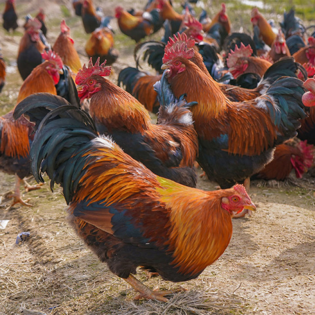 你真的吃过正宗的清远鸡吗?