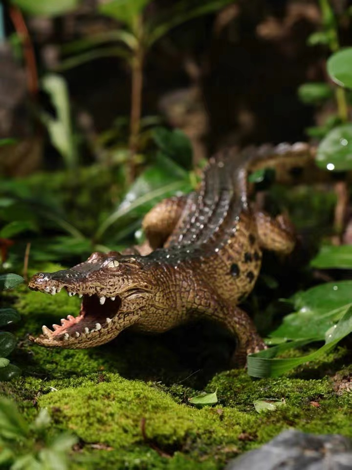 博物室内课自然探索团的小团员请看这里我们在家养鳄鱼3月6日周日