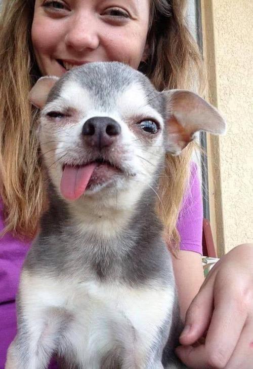 天呐这些狗狗也太搞笑了吧果然二哈还是最突出的那个