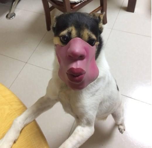 天呐这些狗狗也太搞笑了吧果然二哈还是最突出的那个