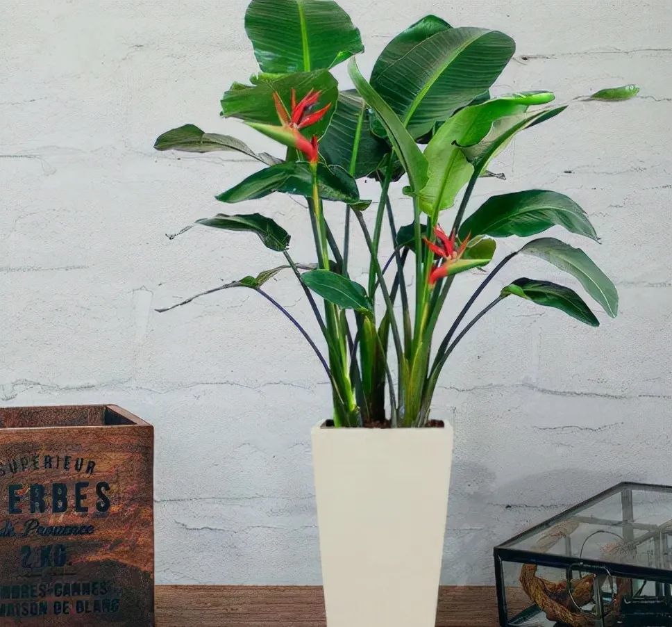 5种大叶花养在客厅正合适美观又大气喜欢养花别错过