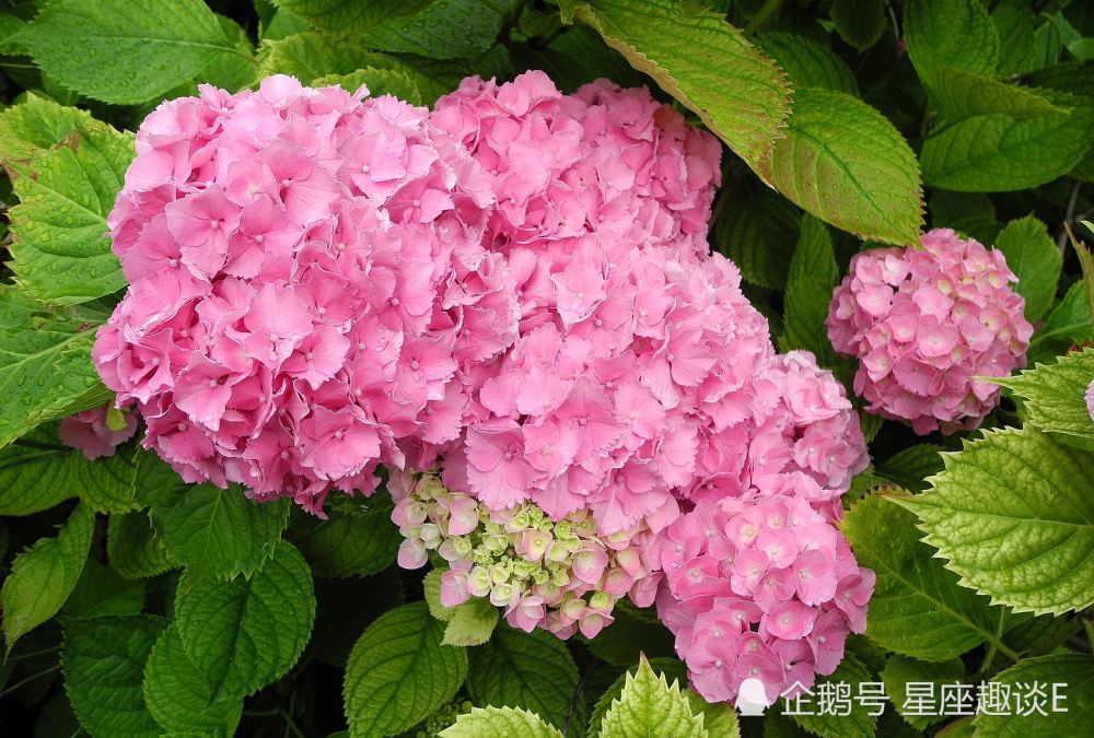 2月24日星座运势 宵衣旰食 竭尽全力的四大星座 腾讯新闻