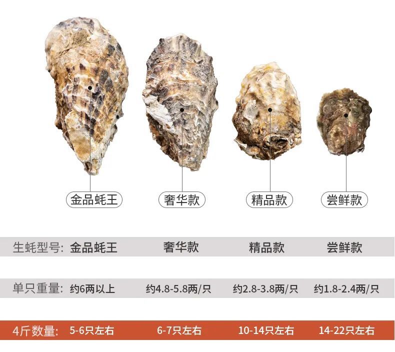 惊蛰万物生山东乳山大生蚝就要春天吃才肥