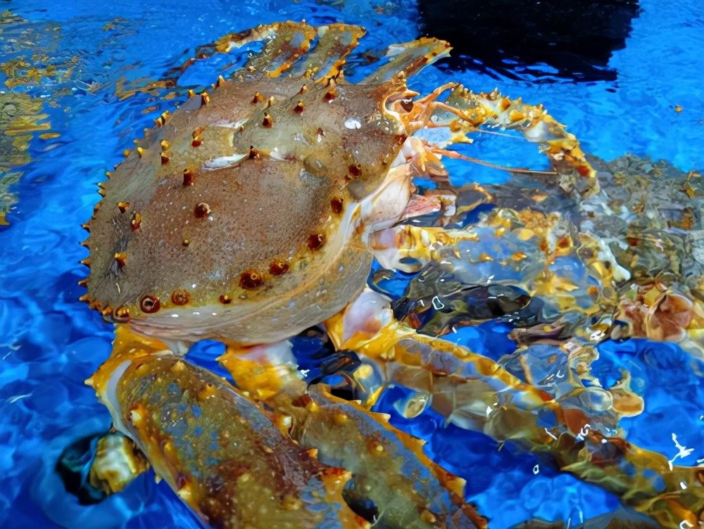 帝王蟹泛滥占领欧洲入侵南极每吃一只都是在为地球做贡献