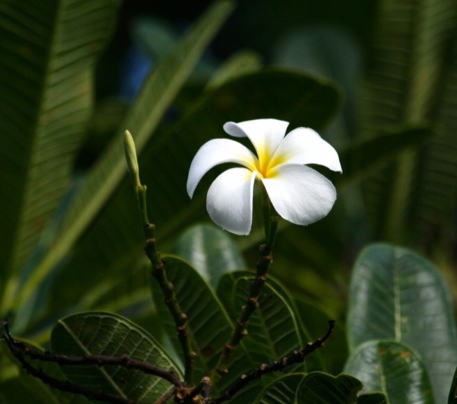 素馨花玉芙蓉