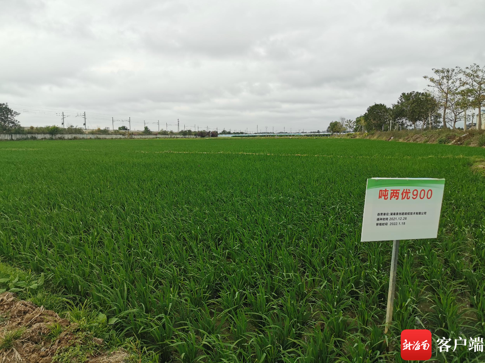 東方雙季稻新品種示範基地40畝水稻進入分櫱期預計4月份可收割