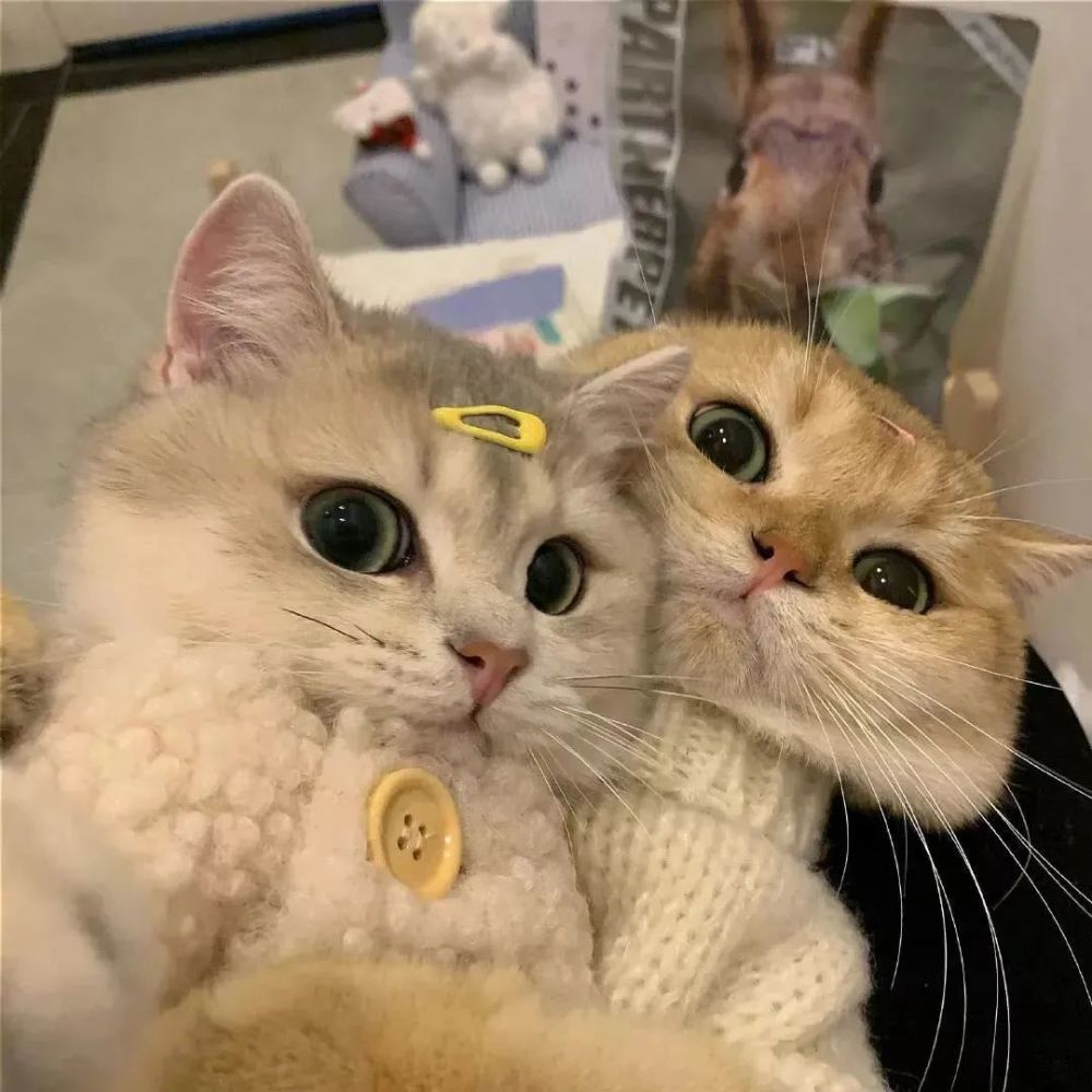 2022年情侣系列宠物情头