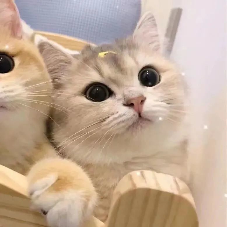 2022年情侣系列宠物情头