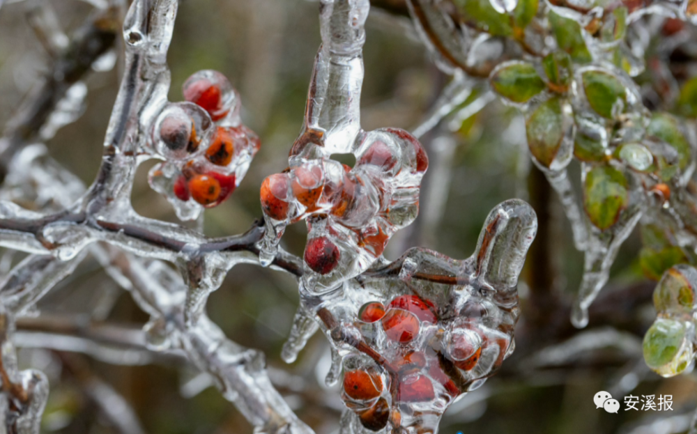 连日寒潮我县多地现雨凇景观