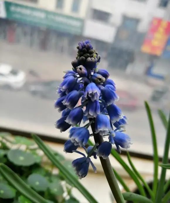 开春养花 8种 球茎植物 种到盆里就开花 有手就会养 腾讯新闻