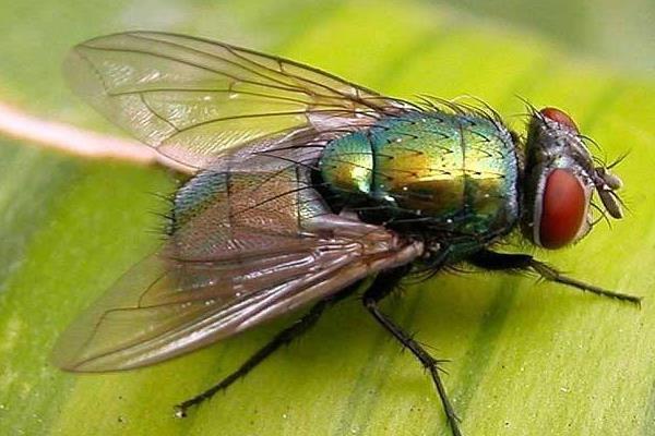 为啥苍蝇总爱搓手脚看完解开心中多年的疑惑