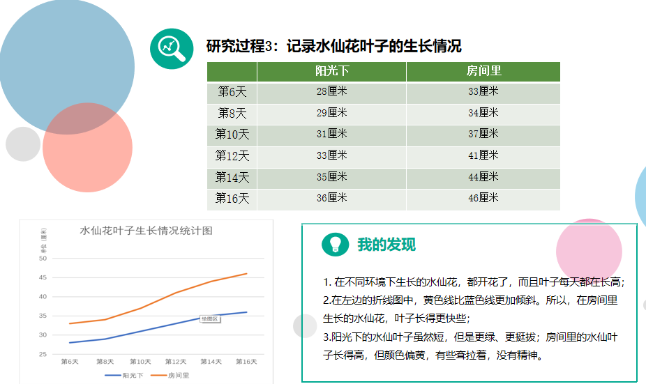 做菜時常用蒜葉來調味,你注意過蒜葉的生長過程嗎?