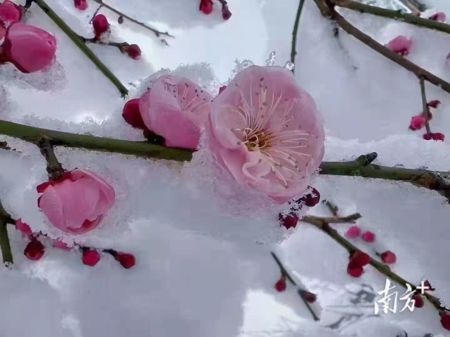 河源连平桃花图片