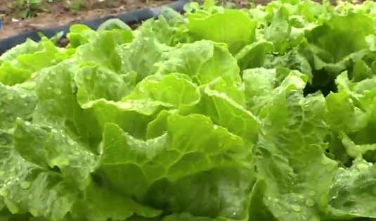 厦门连日低温降雨影响水叶菜种植采收水叶菜价格略涨