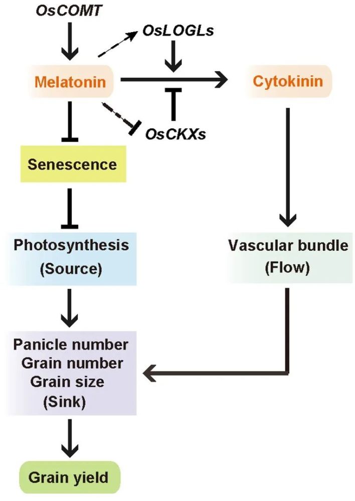 圖4 oscomt通過雙向調控葉片衰老和維管束髮育影響水稻產量揚州大學農