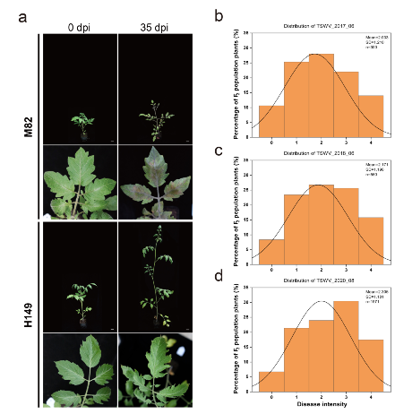 1 the phenotypic distribution of disease ratings after