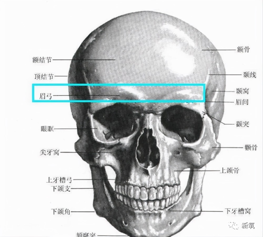 因为在解剖学里面,并没有眉骨这个词,只有眉弓
