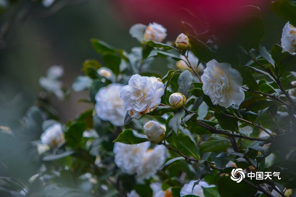 重庆沙坪坝公园山茶花缤纷绽放