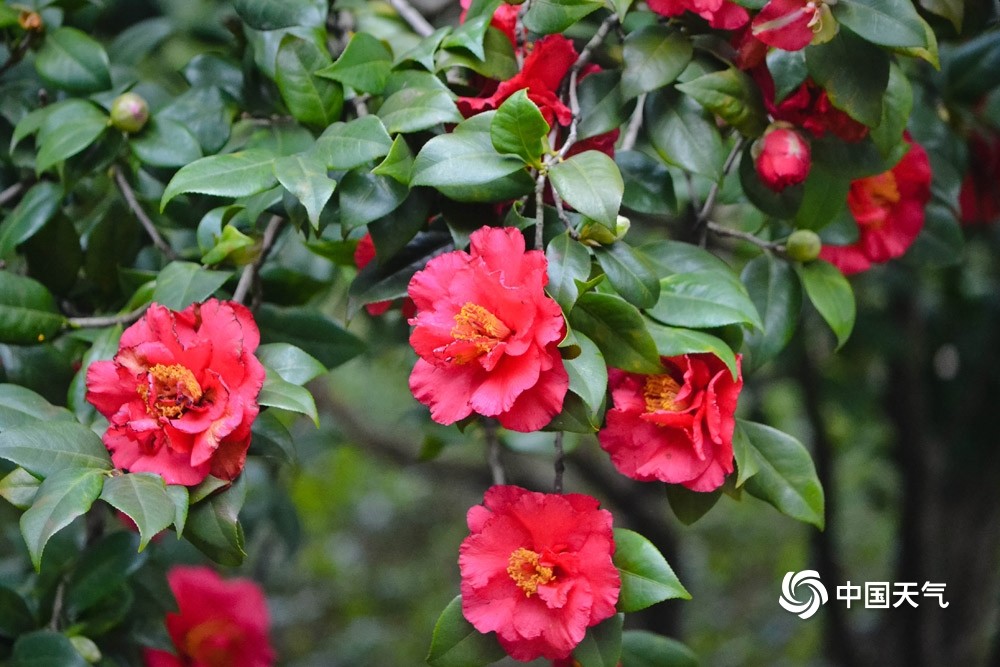 重庆沙坪坝公园山茶花缤纷绽放