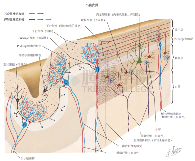 神經解剖學|小腦的神經傳導環路