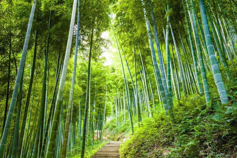 走进那片竹林春光屿夫除了想你,我不想春天想那个春色烂漫的竹林斑斓