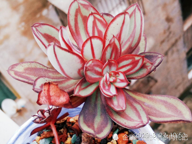 多肉红司包含4个品种全年无休且自带红色纹路适合新手