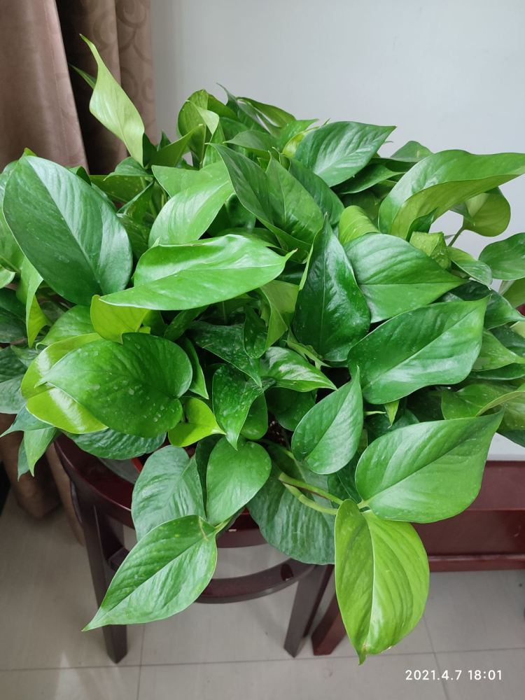 耐阴花和喜阴花傻傻分不清 其实二者差别大 不能混为一谈 腾讯新闻