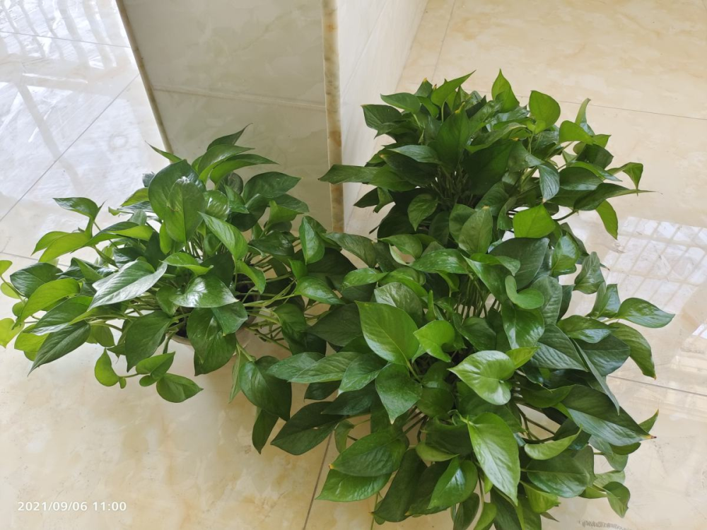 耐阴花和喜阴花傻傻分不清 其实二者差别大 不能混为一谈 腾讯新闻