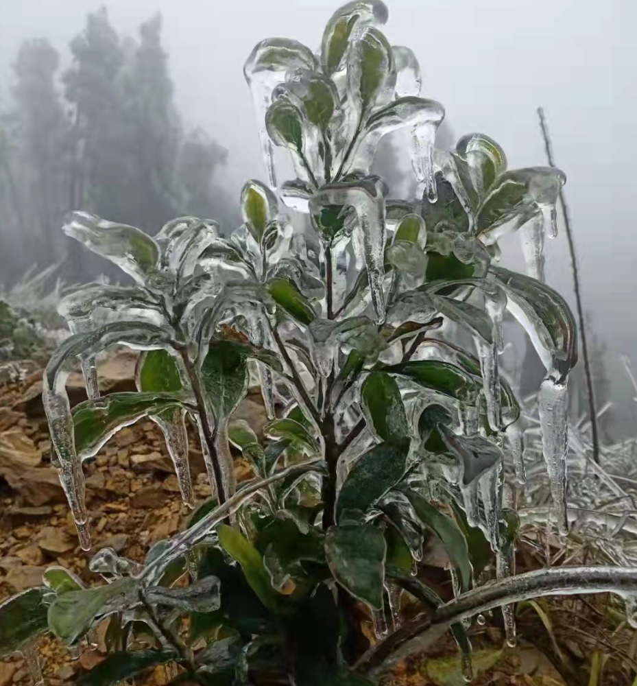 植保技术丨柑橘受冻害后恢复补救措施