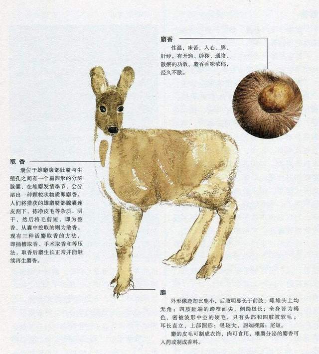 麝香就是麝科动物林麝,马麝等成熟的雄性动物,自阴囊中分泌出淡黄色