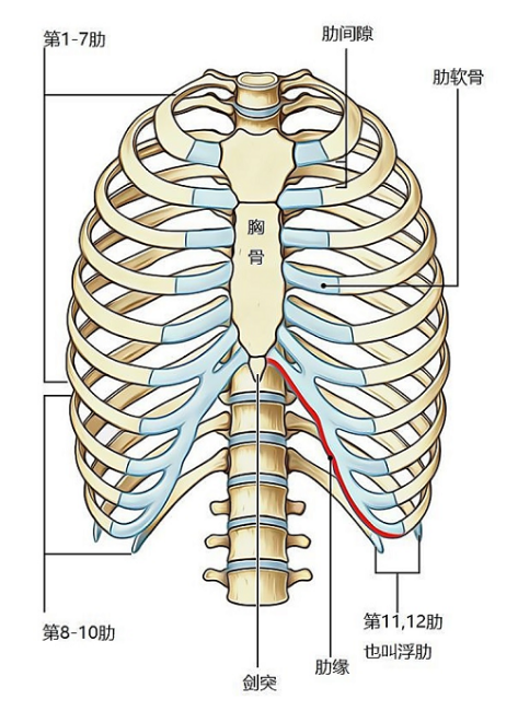 劍突是胸壁前下端的軟骨,劍突下有胃部以及肝臟等器官,直接傳遞到劍突