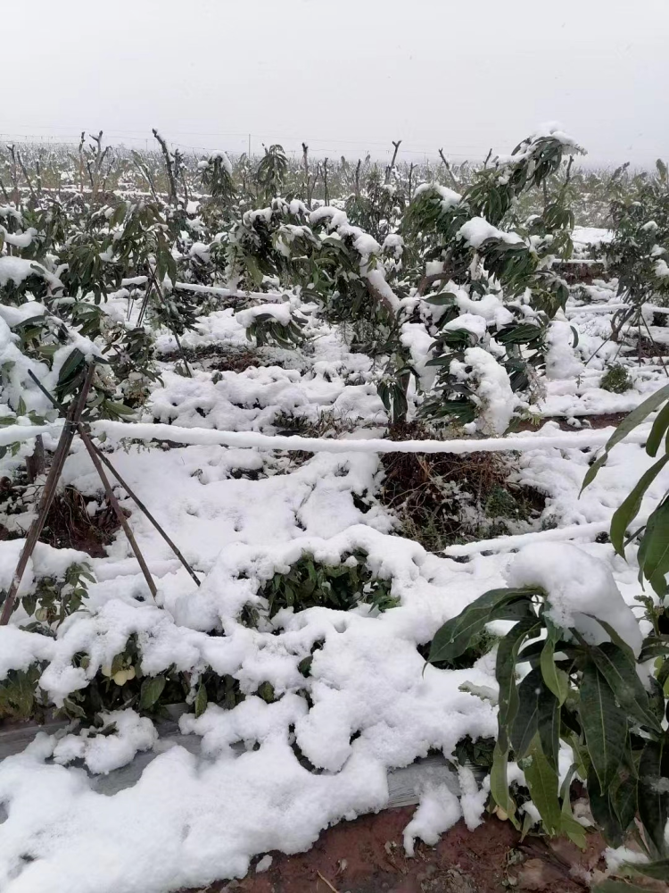 满屏心疼雪后楚雄州树木竞折腰多地农作物受损严重视频多图