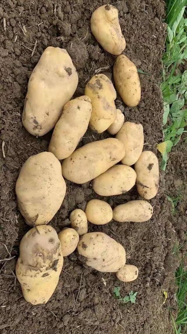 135万吨冬种马铃薯滞销惠东倡议社会各界助力销售