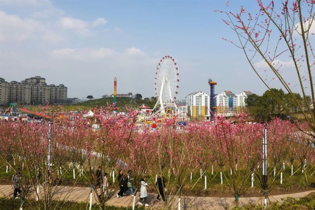 五一公園1我們一起看看吧廣安的紅梅哪裡開得正好呢這個季節和春天來