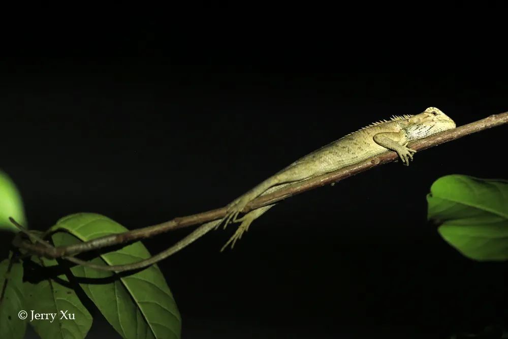 像黑疣大壁虎,憑祥瞼虎,棕樹蜥,無聲囊泛樹蛙等兩棲爬行動物同樣是