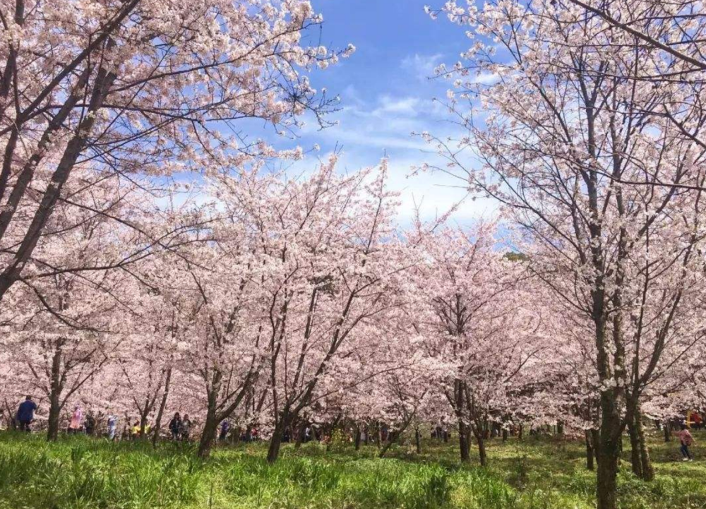 成都3月花海 全城花开美得不像话 错过又要等一年 腾讯新闻