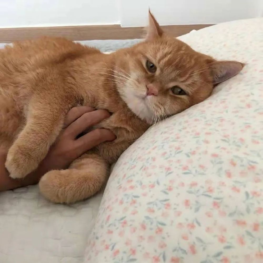 致郁萌物颓废的猫