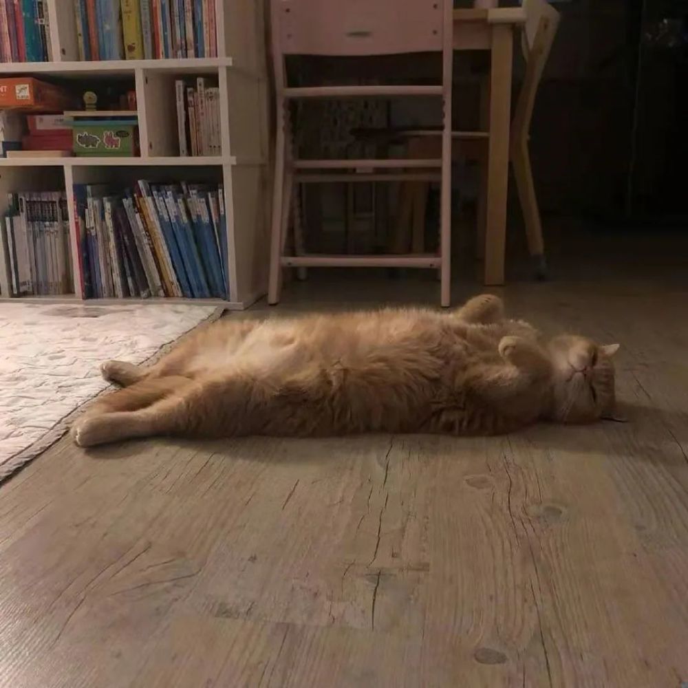 致郁萌物颓废的猫