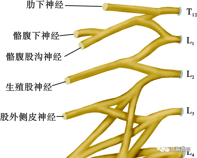 还发出下列分支布于股部前侧,内侧部和腹股沟区,分支有髂腹下神经,髂