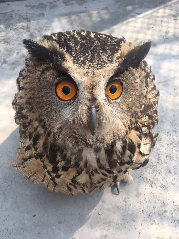 郑州救护体型最大猫头鹰雕鸮为国家二级保护动物