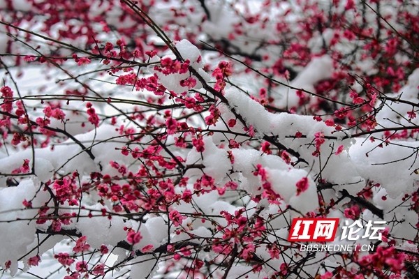 紅梅在白雪中亭亭而立,是雪襯著紅梅,還是紅梅映襯著白雪呢?紅梅映雪.