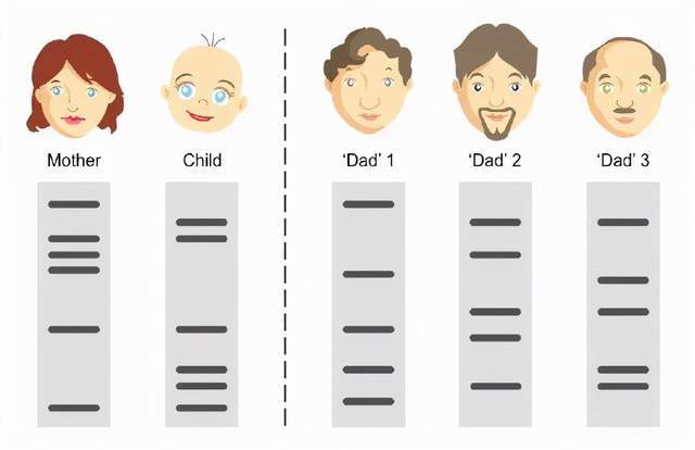 母系遗传关系是怎样鉴定的？｜DNA亲子鉴定的科学原理频繁跳槽的人