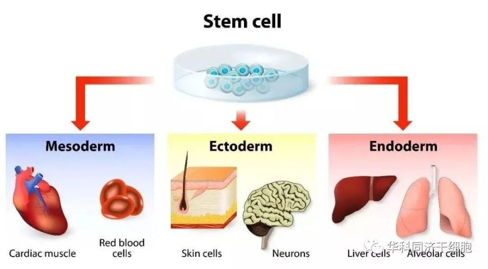 干细胞在五种疾病中的临床应用案例