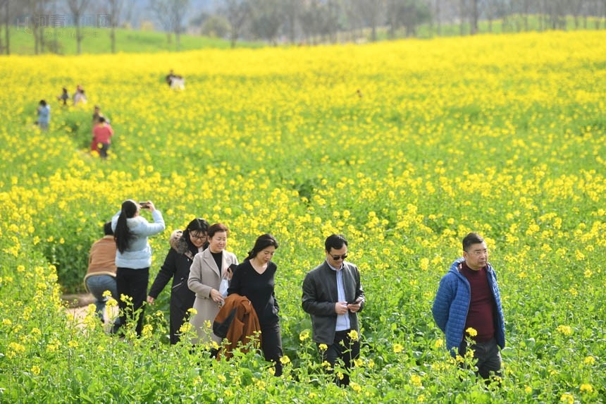 重慶廣陽島油菜花開春意濃