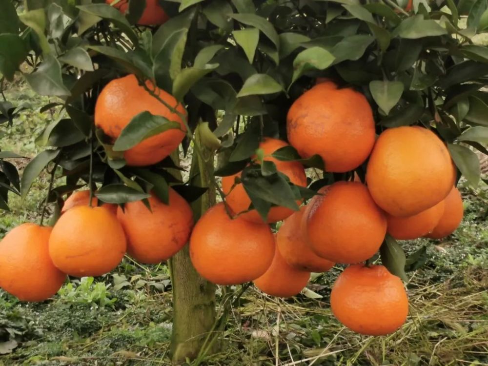 泸州通滩20000斤耙耙柑滞销采摘3元一斤同城送货上门399元10斤